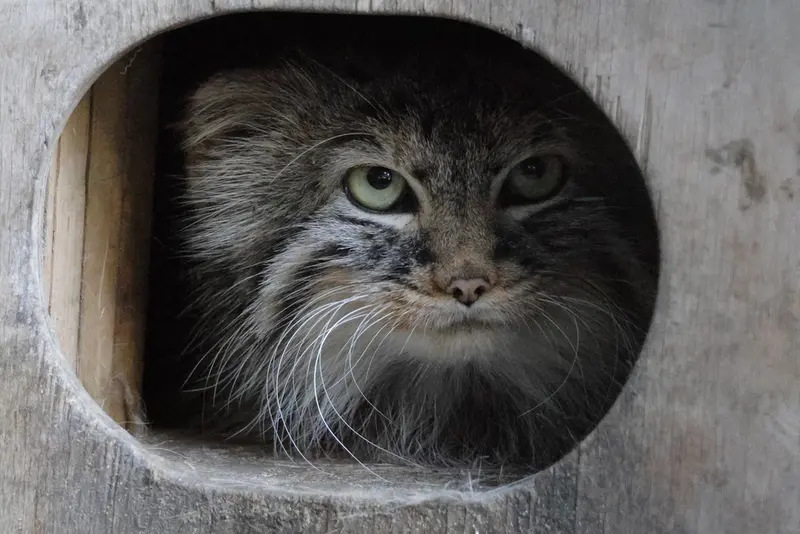 ノヴォシビルスク動物園のガビの写真