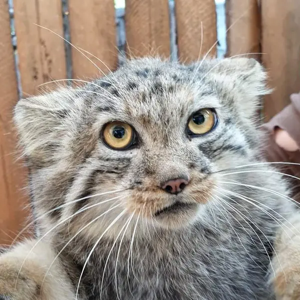 ブイヨン動物公園のマヌルネコのイェケ