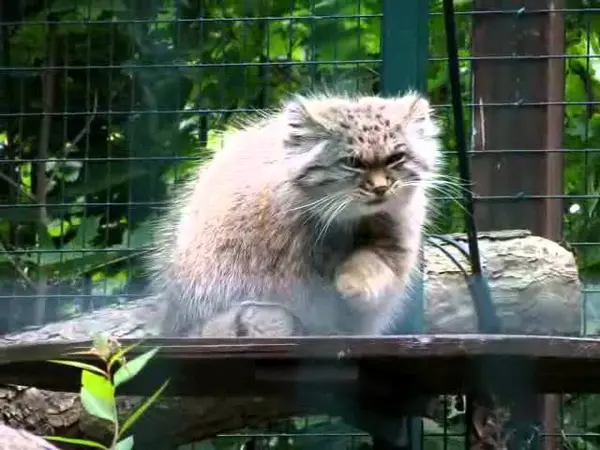 デッサウ動物園のマンニの動画