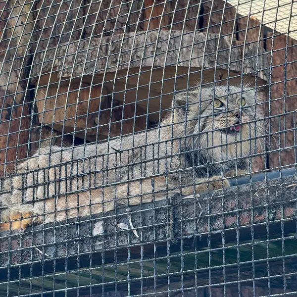 レニングラード動物園のシューの写真