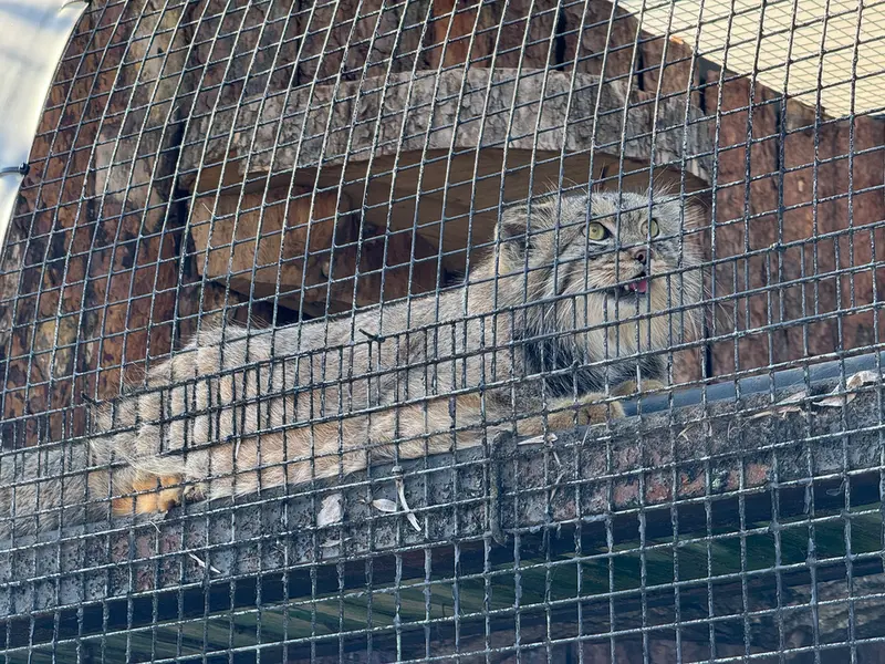 レニングラード動物園のシューの写真