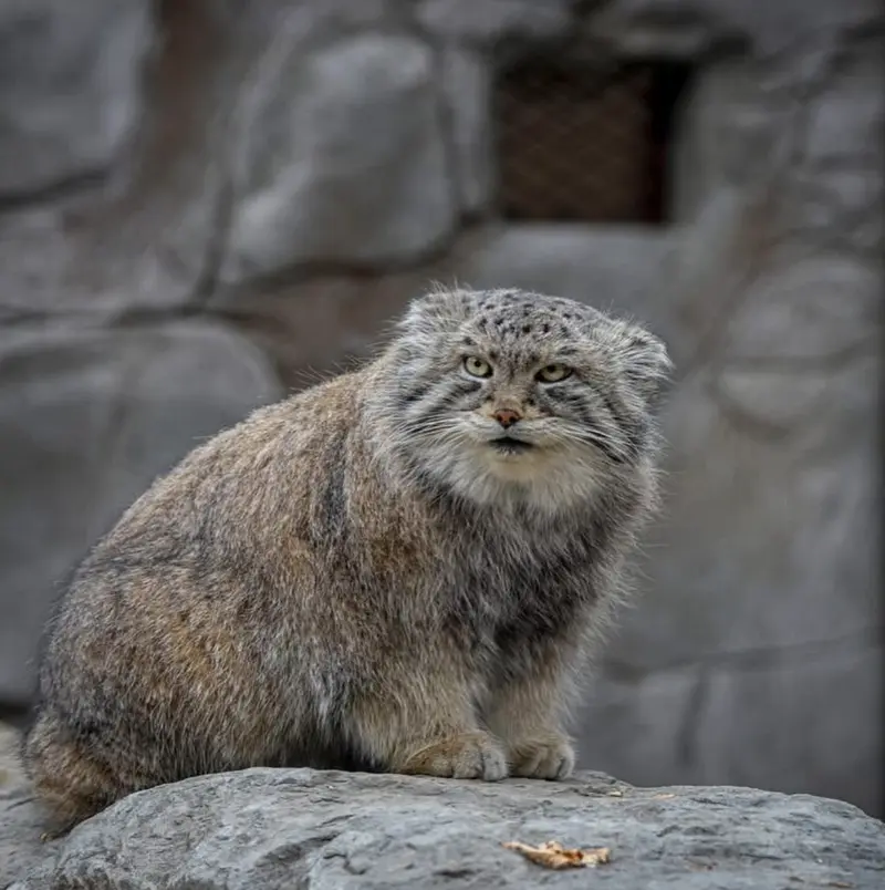 カルガリー動物園 / ワイルダー研究所のオラフの写真