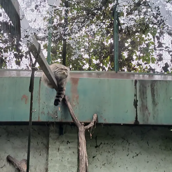 ブダペスト動物園＆植物園のボフスの写真