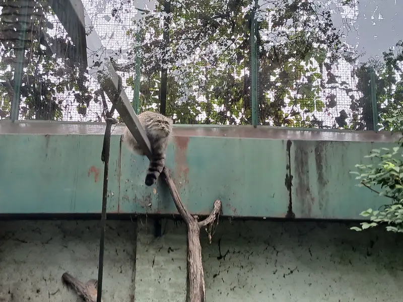 ブダペスト動物園＆植物園のボフスの写真