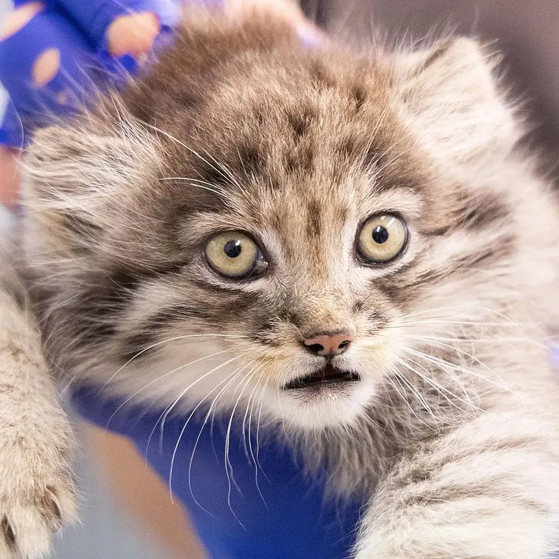 コルケアサーリ動物園のマヌルネコのステン