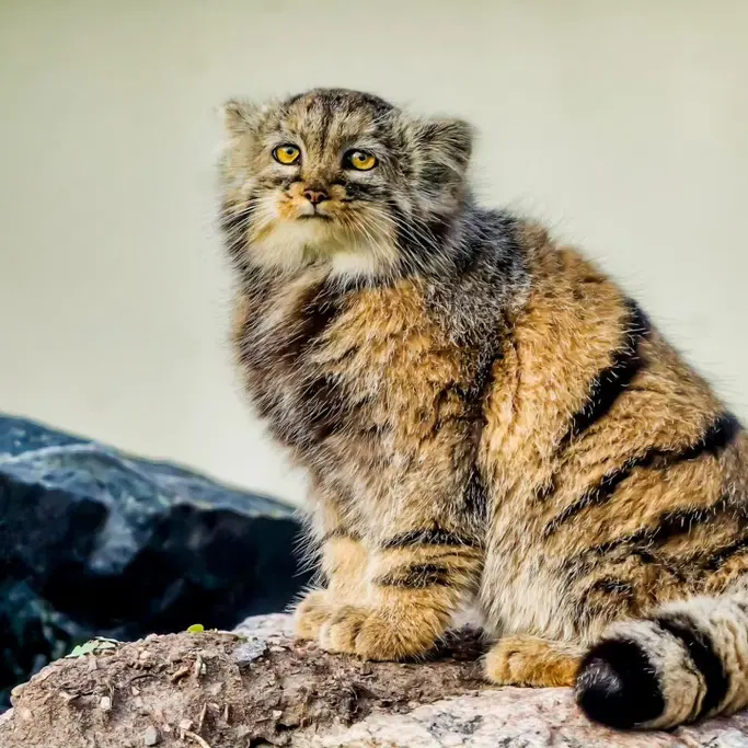 プラハ動物園のプリンセッサの写真
