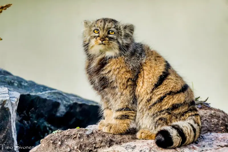 プラハ動物園のプリンセッサの写真