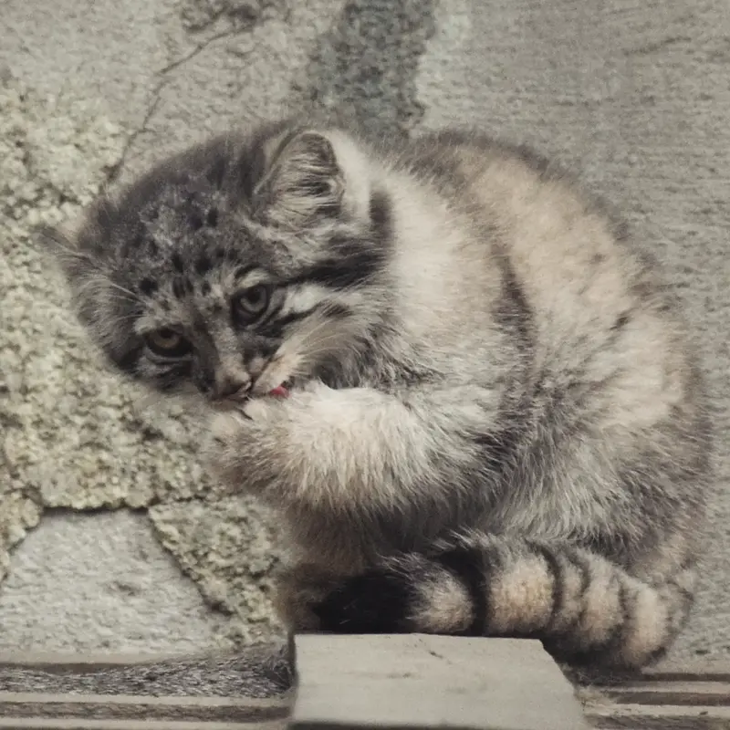 ブダペスト動物園＆植物園のボリス Ⅱの写真