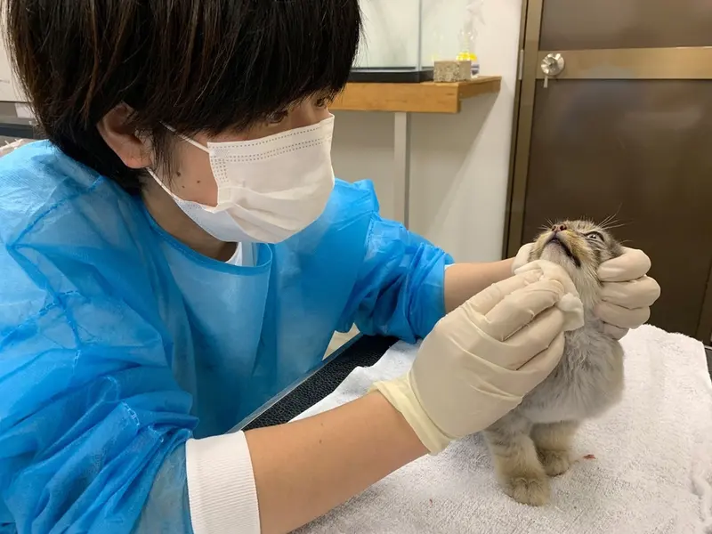 マヌルネコの写真