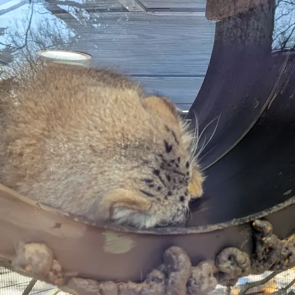 ミル・マウンテン動物園のノルブの写真