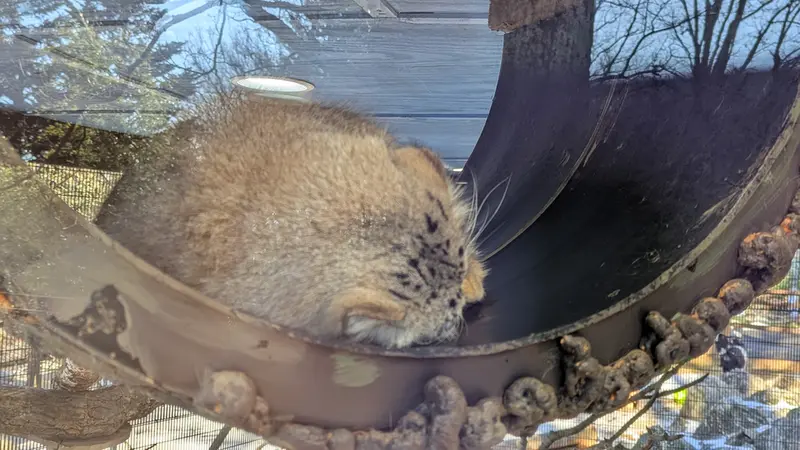 ミル・マウンテン動物園のノルブの写真