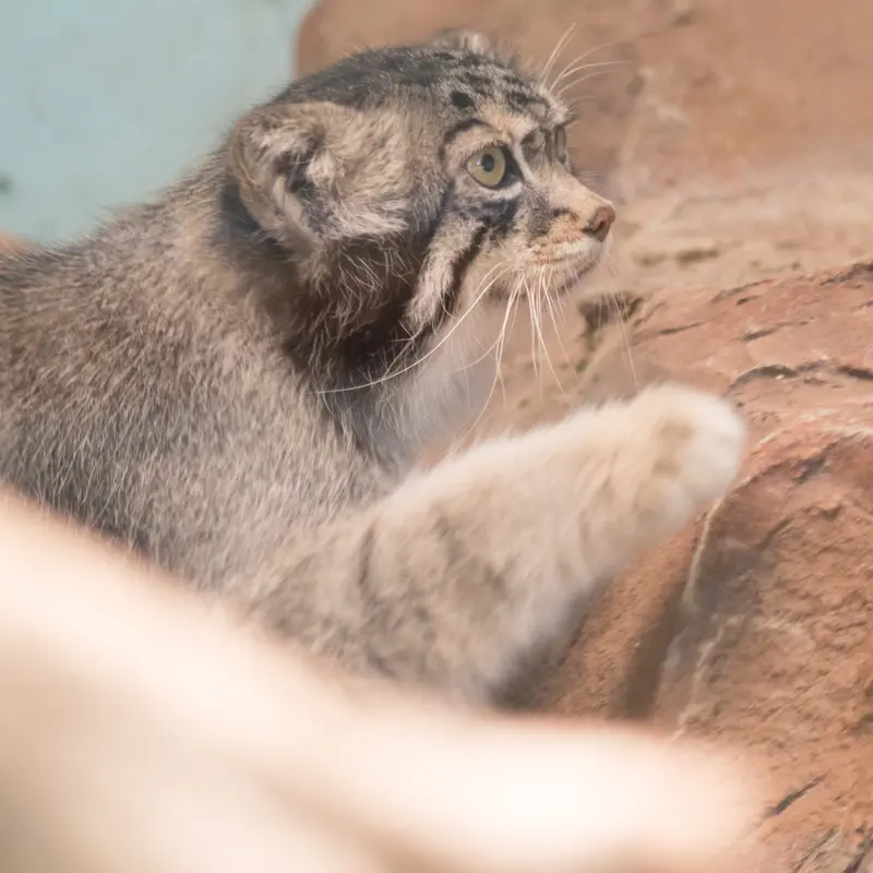 神戸市立王子動物園のイーリスの写真