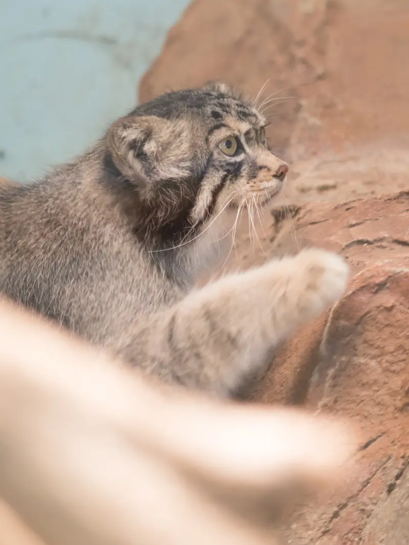 神戸市立王子動物園のイーリスの写真