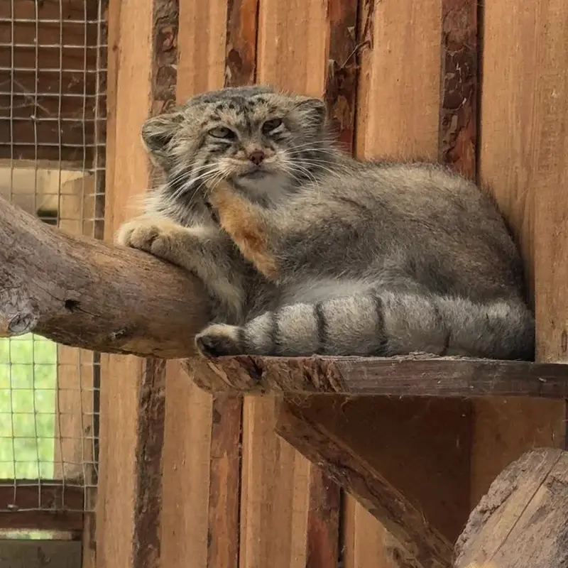 タリン動物園のマヌルネコの写真