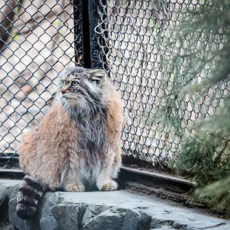 ノヴォシビルスク動物園のラストチカの写真