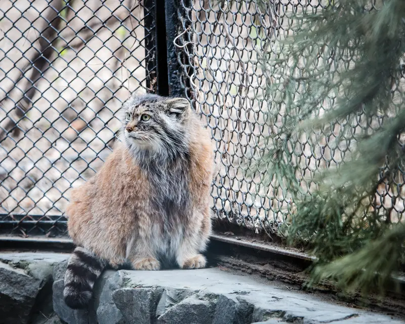 ノヴォシビルスク動物園のラストチカの写真