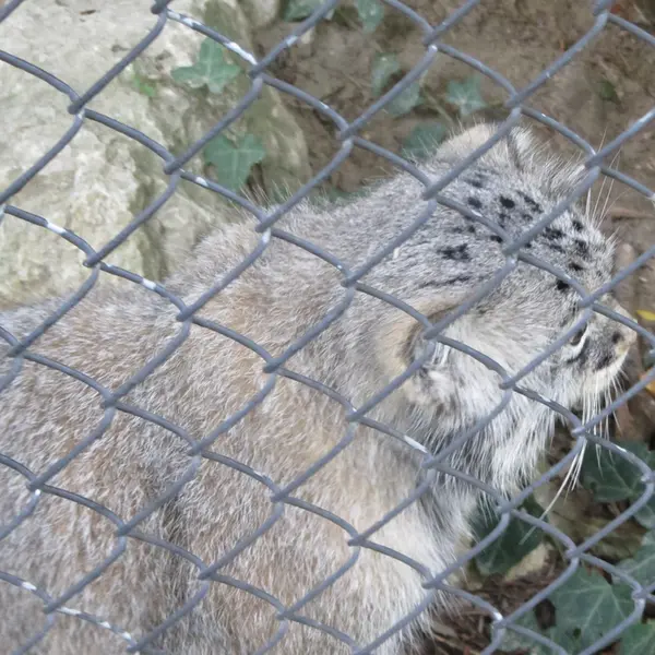 ミュルーズ動物学・植物公園のウラルの写真
