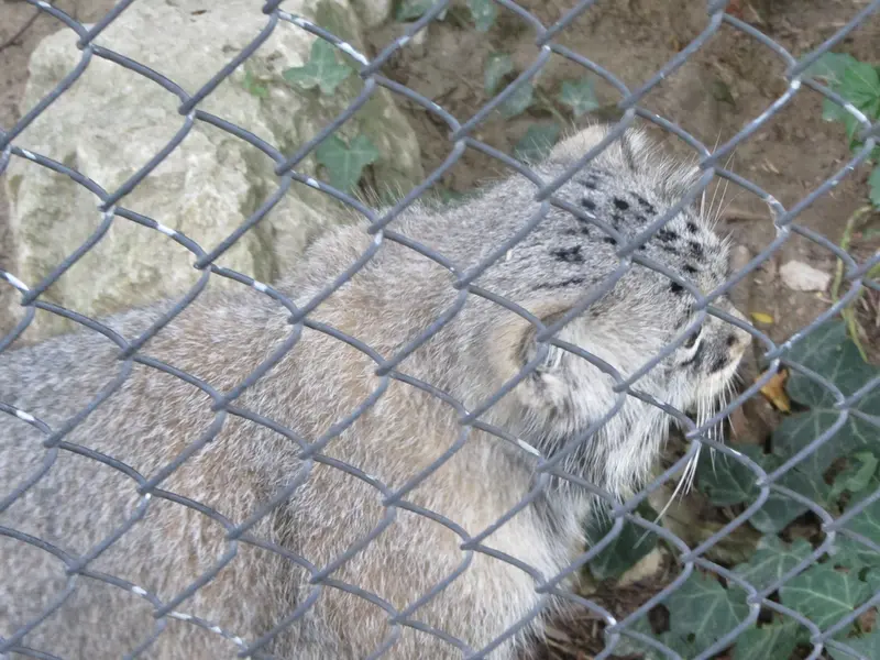 ミュルーズ動物学・植物公園のウラルの写真