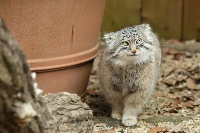 埼玉県こども動物自然公園のロータスの写真