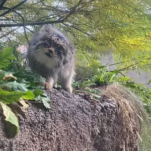ユタズ・ホグル動物園のハルの写真