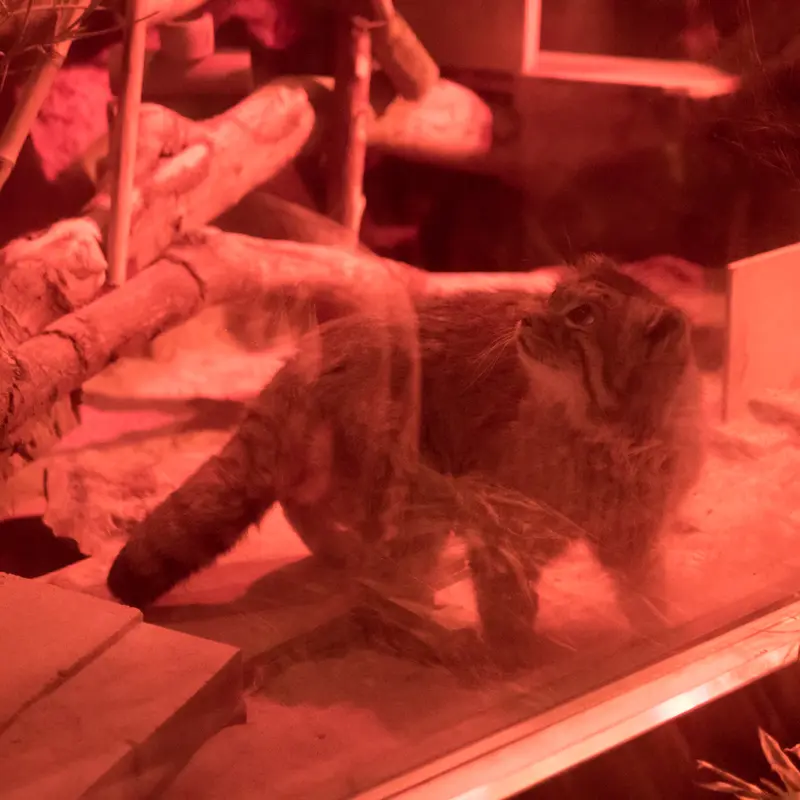 恩賜上野動物園のナイマの写真