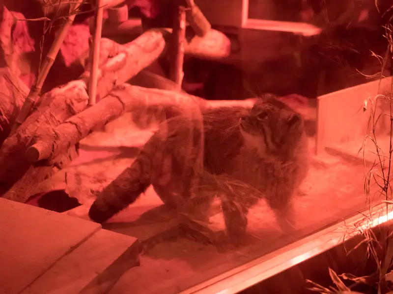 恩賜上野動物園のナイマの写真