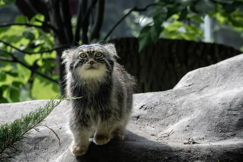 モスクワ動物園のティモフェイの写真