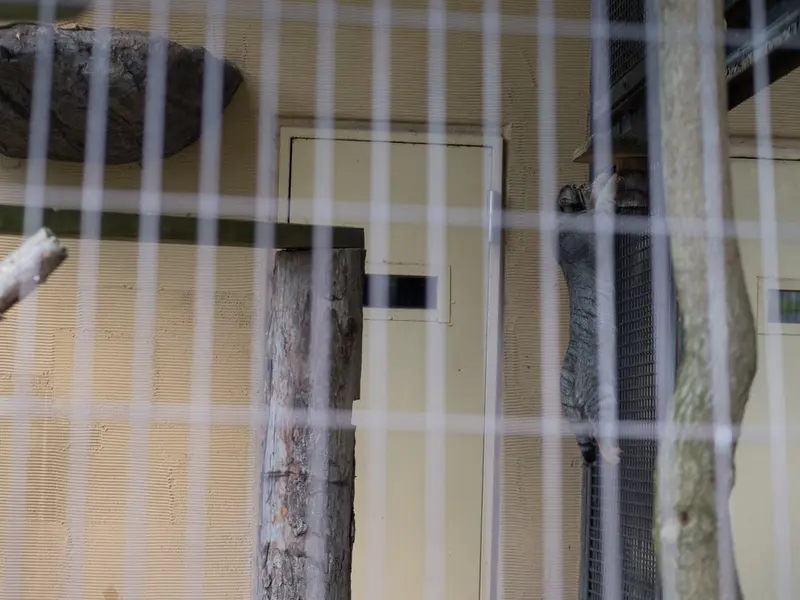 旭山動物園のヒデの写真