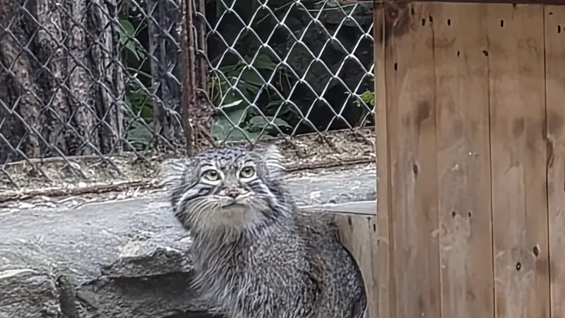 マヌルネコの写真
