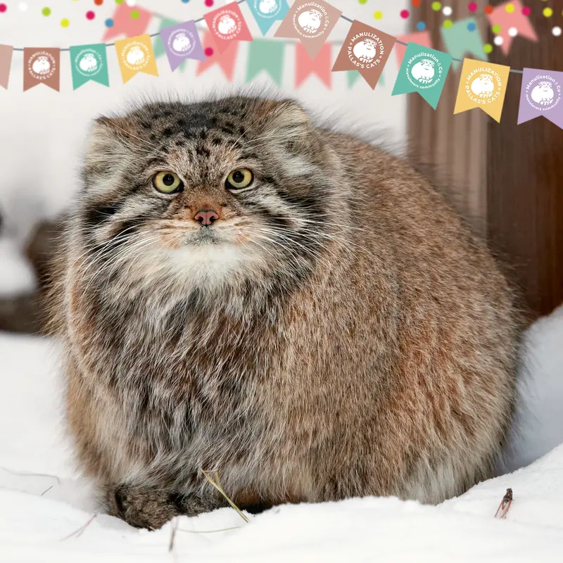 マヌルネコの写真