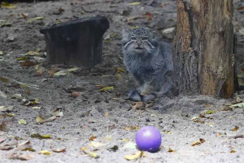 ノヴォシビルスク動物園のマヌルネコの写真