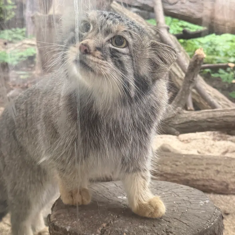 那須どうぶつ王国のナゴムの写真