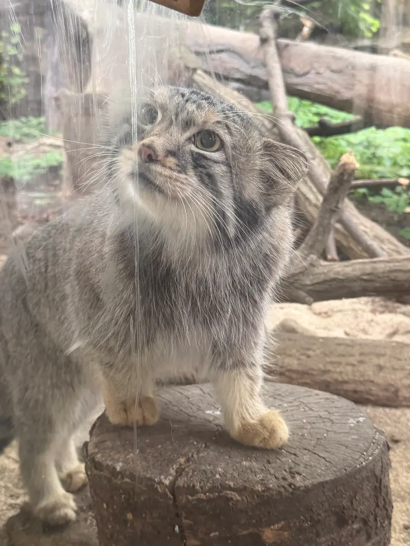 那須どうぶつ王国のナゴムの写真