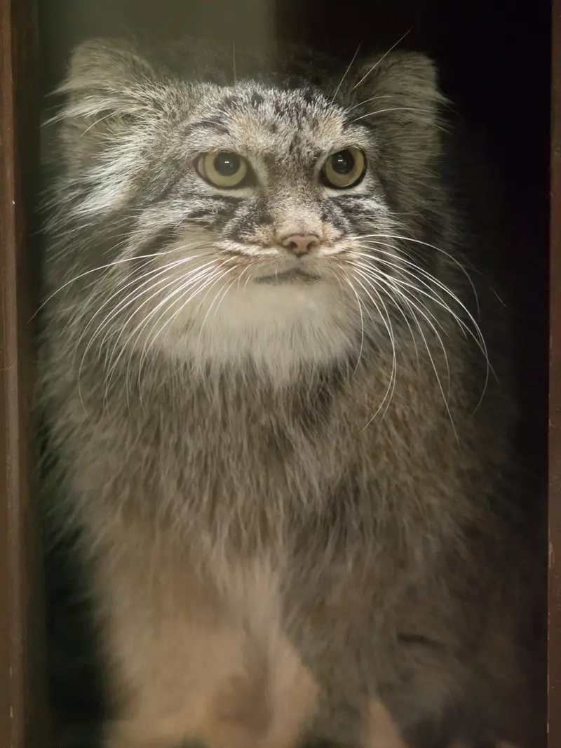 恩賜上野動物園のサフランの写真