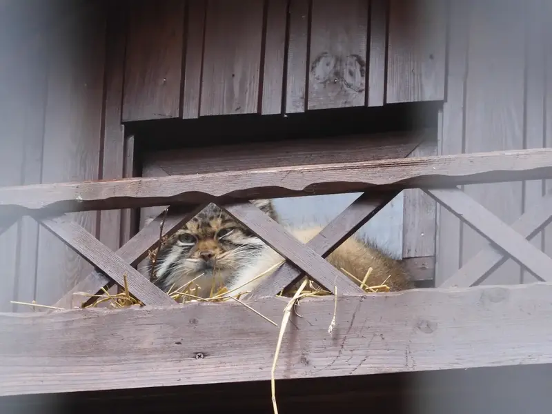 イジェフスク動物園（ウドムルト動物園）のアルタイの写真