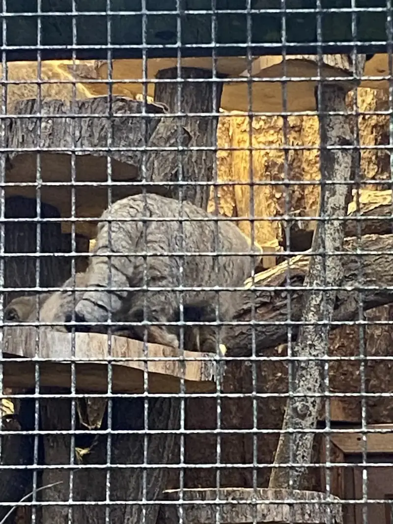 レニングラード動物園のマヌルネコの写真