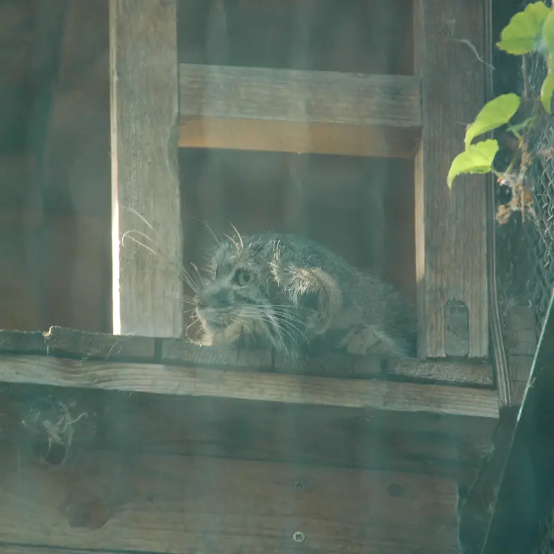 ブダペスト動物園・植物園のルーシーの写真
