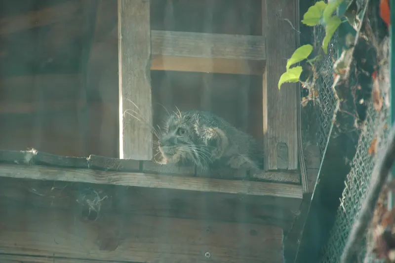 ブダペスト動物園・植物園のルーシーの写真