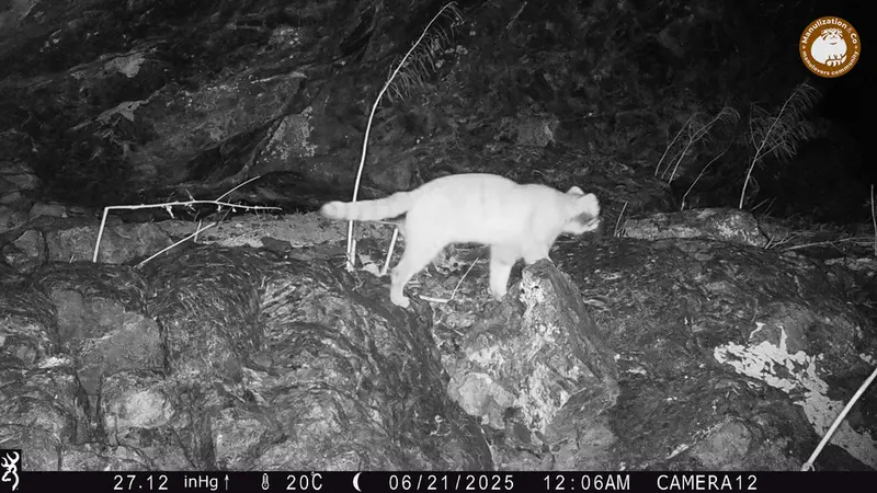 ジュンディ1カメラトラップで撮影したOtocolobus manul manulの写真