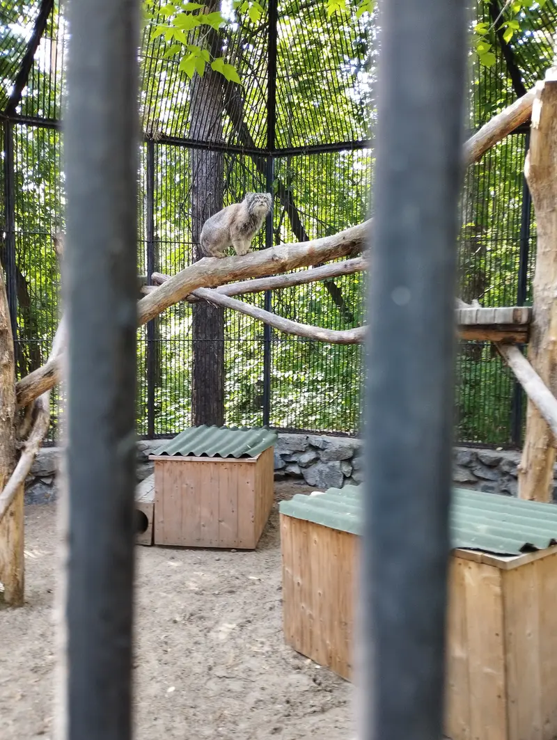 ノヴォシビルスク動物園のマヌルネコの写真