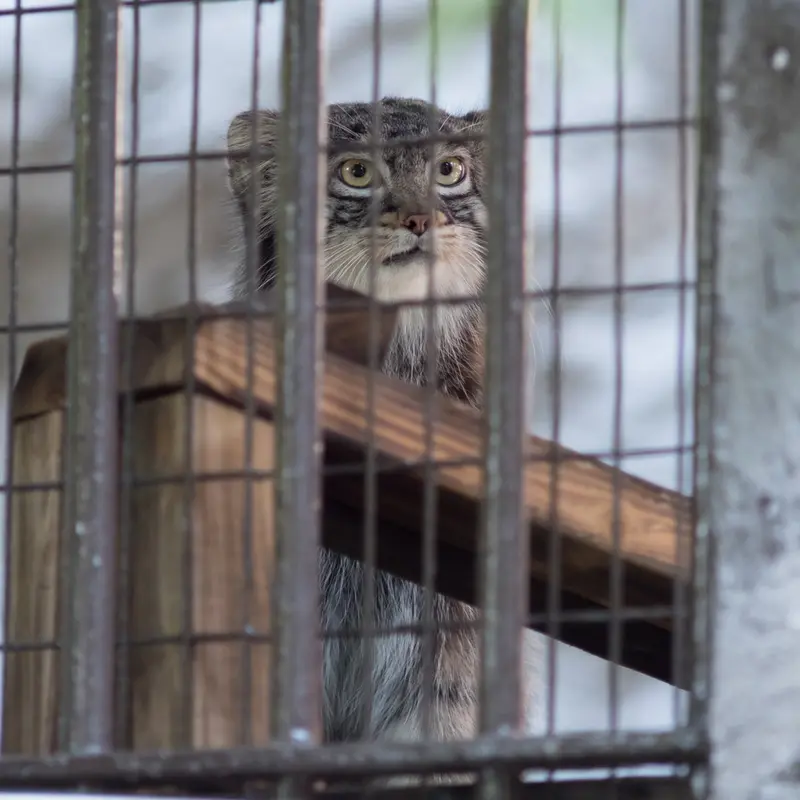 野毛山動物園のフィーガの写真