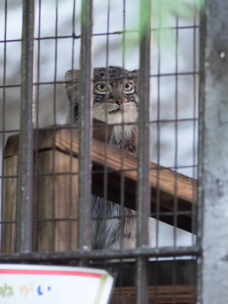 野毛山動物園のフィーガの写真