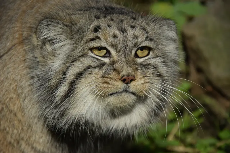 ブダペスト動物園・植物園のボフスの写真