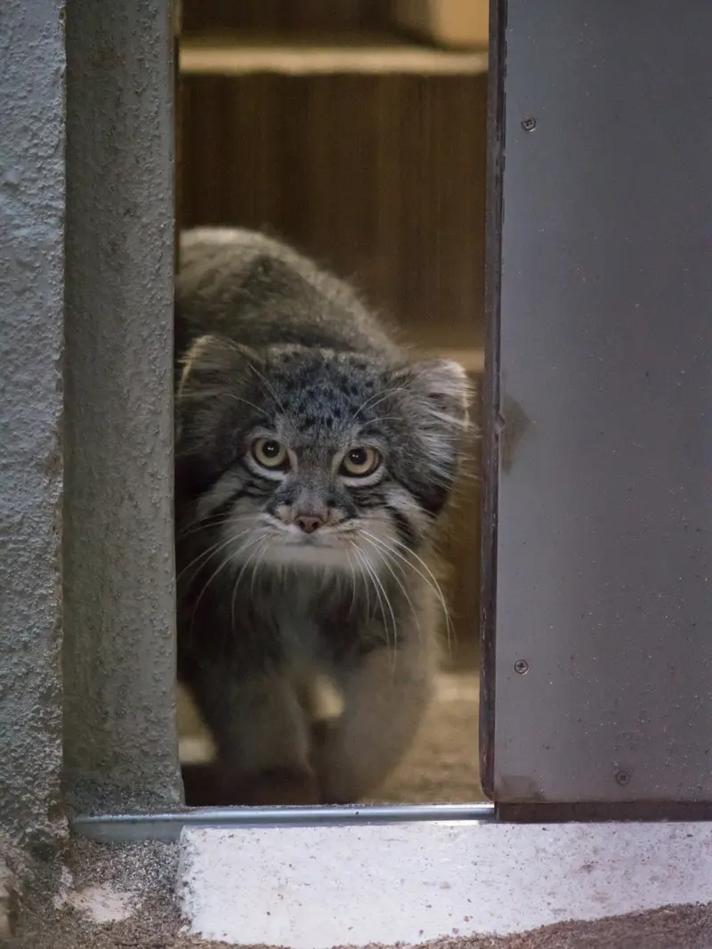 野毛山動物園のフィーガの写真