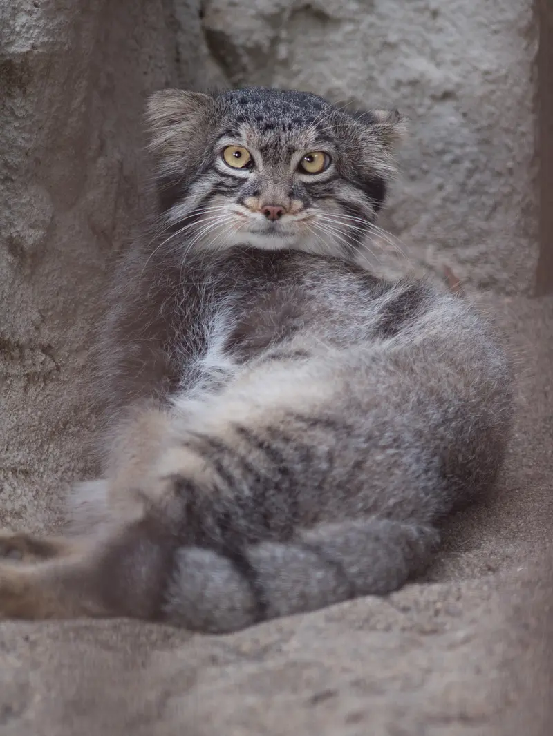 野毛山動物園のフィーガの写真