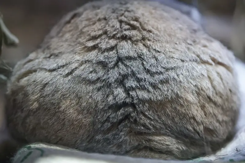 恩賜上野動物園のプリームラの写真