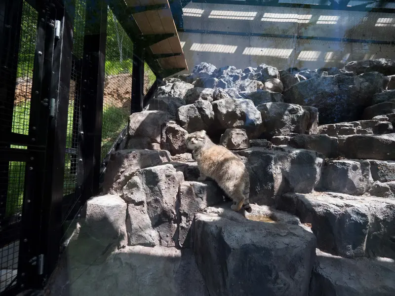 旭山動物園のグルーシャの写真