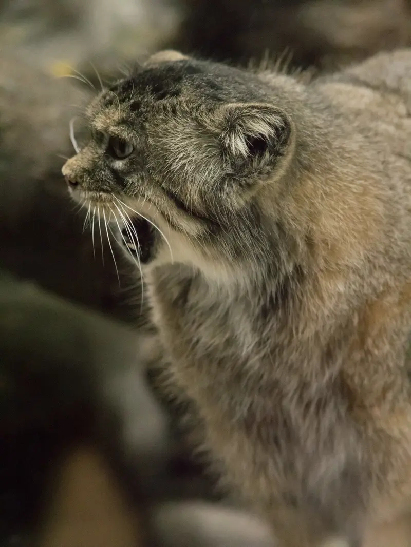 恩賜上野動物園のプリームラの写真