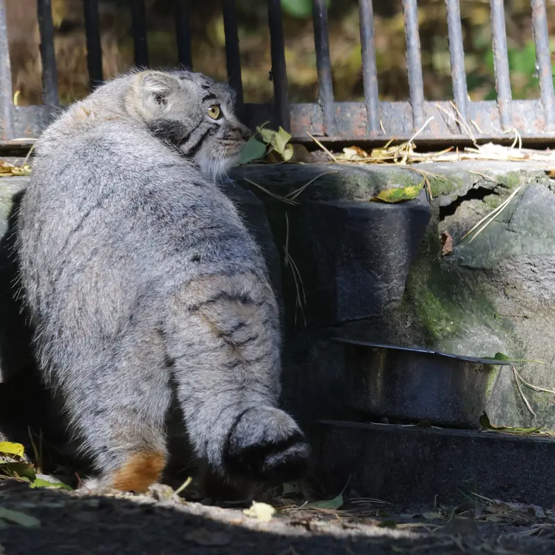 ノヴォシビルスク動物園のメンスの写真