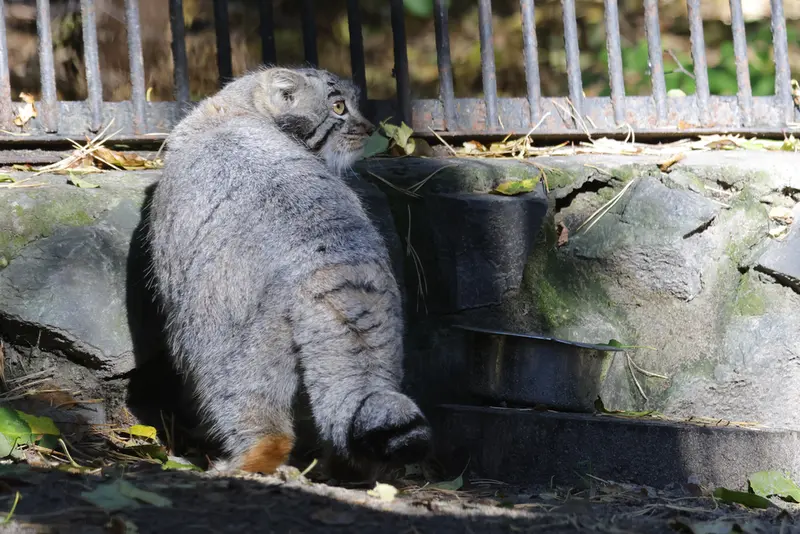 ノヴォシビルスク動物園のメンスの写真